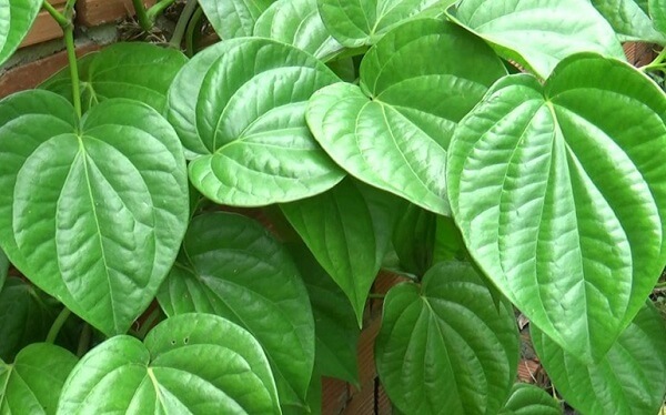 Chữa sâu răng tại nhà 5