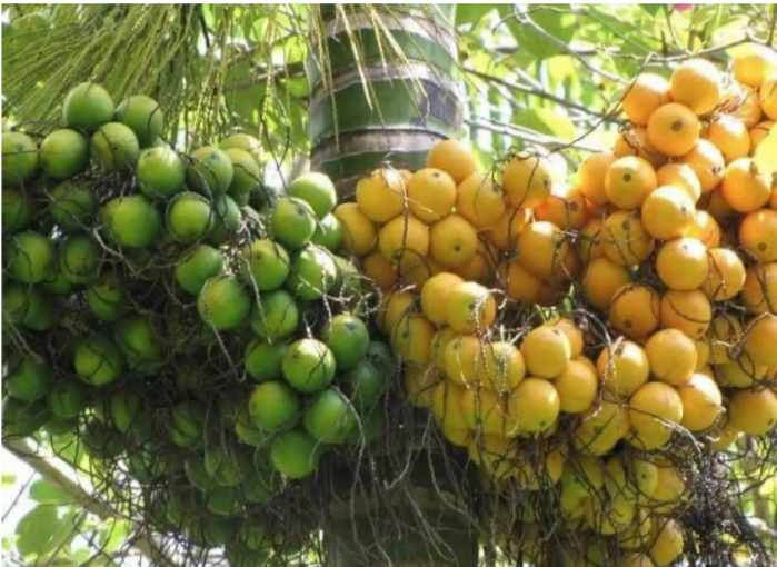 Cách làm hết ê buốt răng 6